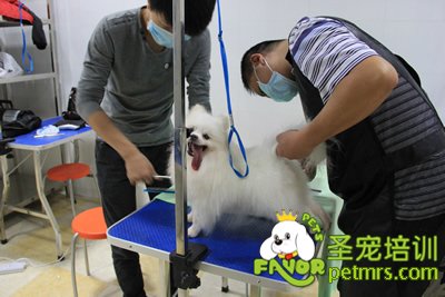 圣寵寵物學員博美犬作品