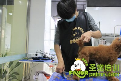 圣寵寵物學員泰迪犬修剪實犬操作