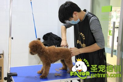 圣寵寵物學員泰迪犬修剪實犬操作