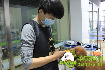 圣寵寵物學員泰迪犬修剪實犬操作