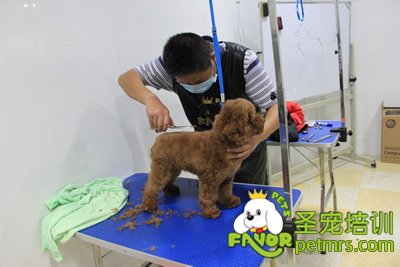 圣寵寵物學員泰迪犬修剪實犬操作