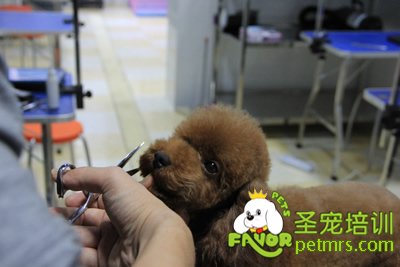 圣寵寵物學員泰迪犬修剪實犬操作