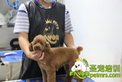圣寵寵物學員泰迪犬修剪課程