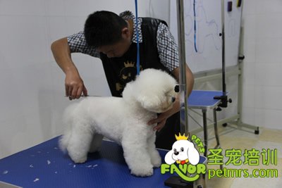 圣寵學員比熊犬修剪作品
