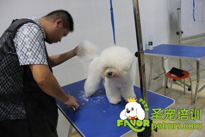圣寵學員比熊犬修剪作品
