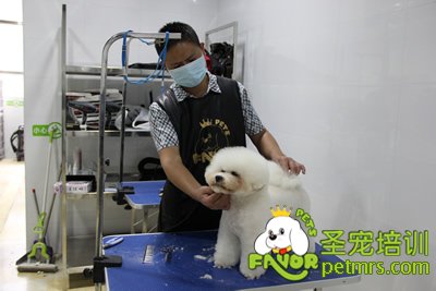 圣寵學員比熊犬修剪作品