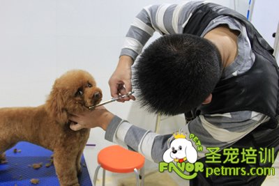 圣寵學(xué)員泰迪犬實(shí)操課程