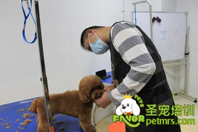 圣寵學(xué)員泰迪犬實(shí)操課程