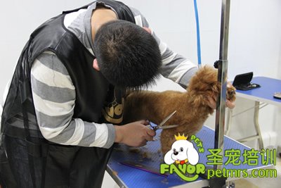 圣寵學(xué)員泰迪犬實(shí)操課程