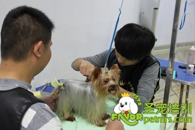 圣寵寵物學員約克夏犬實犬操作