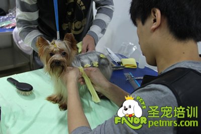 圣寵寵物學員約克夏犬實犬操作