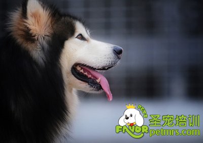 阿拉斯加