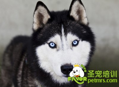 哈士奇