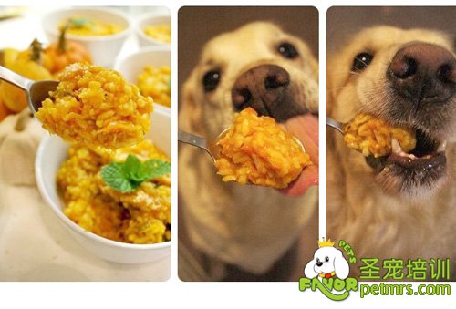 狗狗食譜之南瓜燉飯