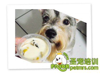 狗狗食譜之美味茶碗蒸