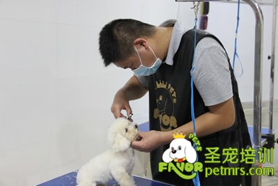 圣寵寵泰迪犬幼犬修剪課程
