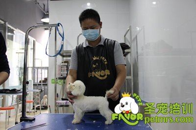 圣寵寵泰迪犬幼犬修剪課程