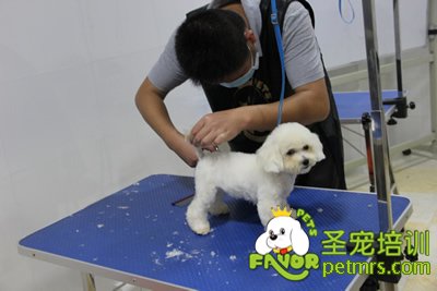 圣寵寵泰迪犬幼犬修剪課程