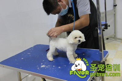 圣寵寵泰迪犬幼犬修剪課程