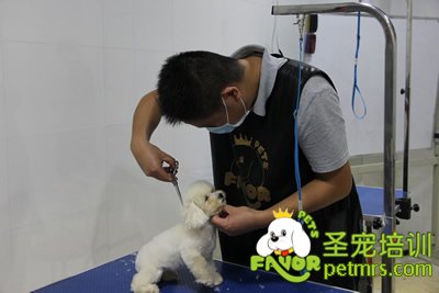 圣寵寵泰迪犬幼犬修剪課程