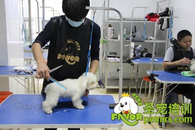 圣寵寵物泰迪犬幼犬修剪課程