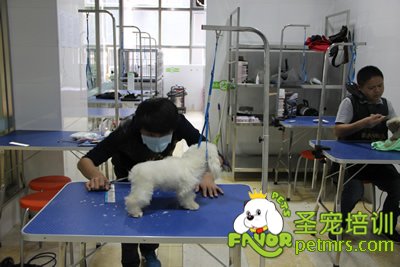圣寵寵物泰迪犬幼犬修剪課程