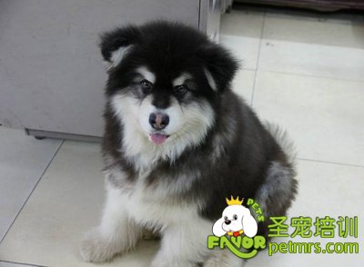 阿拉斯加