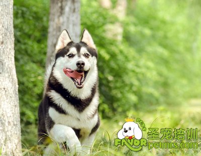 哈士奇