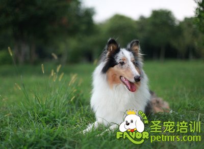 蘇格蘭牧羊犬