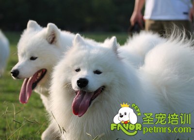 薩摩耶