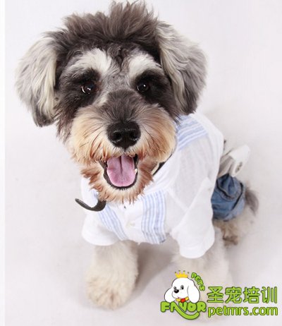 可愛寵物狗