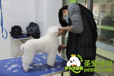 圣寵學員貴賓犬修剪