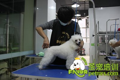 圣寵學員貴賓犬修剪