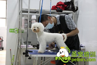 圣寵寵物學員泰迪犬實操課程