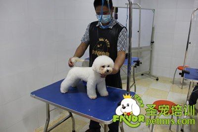圣寵寵物學員泰迪犬實操課程