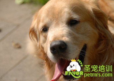 金毛犬