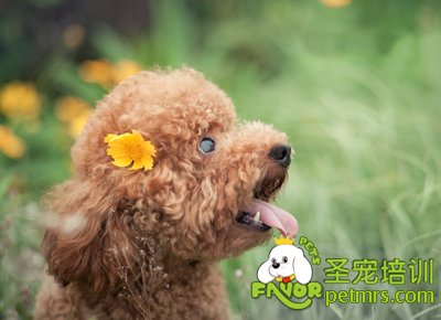 貴賓犬
