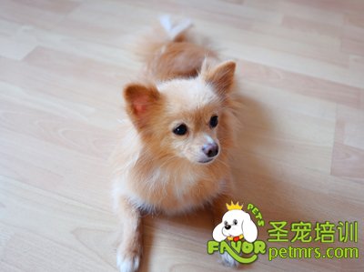 博美犬