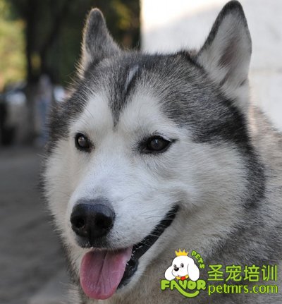 哈士奇