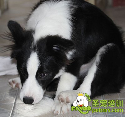 狗狗的飼料