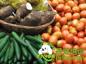 狗狗素食飼料