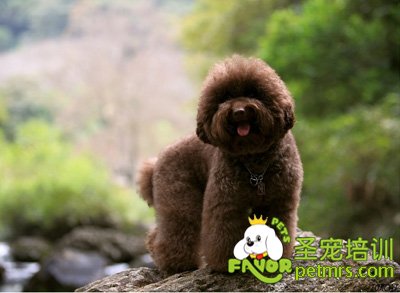 貴賓犬