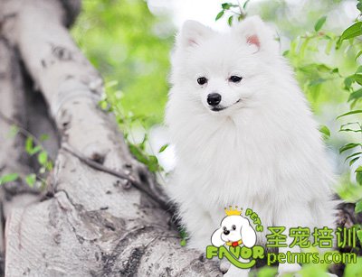 博美犬