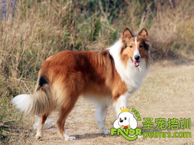 蘇格蘭牧羊犬