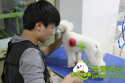 圣寵寵物學員染毛實操課