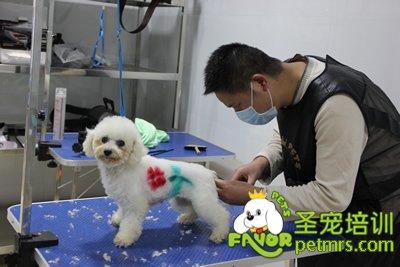 圣寵寵物學(xué)員染毛實(shí)犬操作