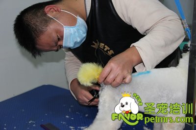 圣寵寵物學(xué)員染毛實(shí)犬操作