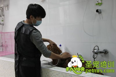 圣寵寵物金毛犬洗澡護(hù)理課程