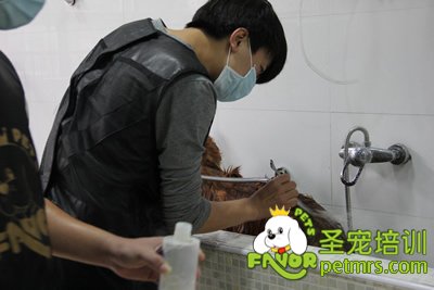 圣寵寵物金毛犬洗澡護(hù)理課程