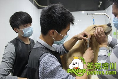 圣寵寵物金毛犬洗澡護(hù)理課程